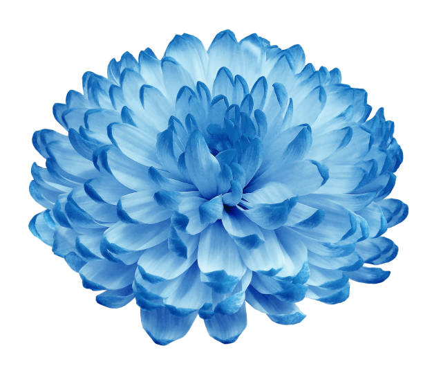 Chrysanthemum  blue flower  on white isolated background with clipping path. Closeup..  Nature.
