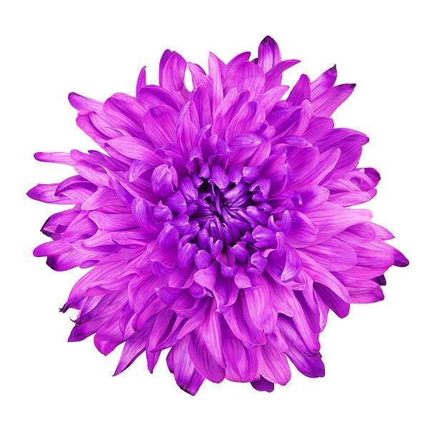 violet flower chrysanthemum top view, isolated on white